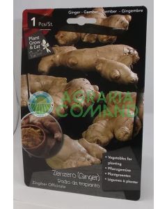 Zenzero radice Zenzero radice