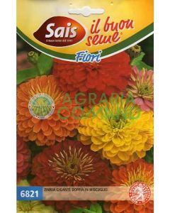 Zinnia double géant en mélange