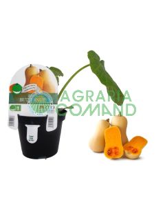 Pianta zucca Butternut