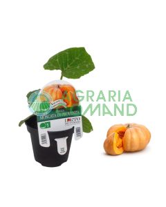 Pianta zucca Moscata di Provenza