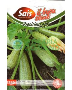 Zucchino ibrido Greyzini