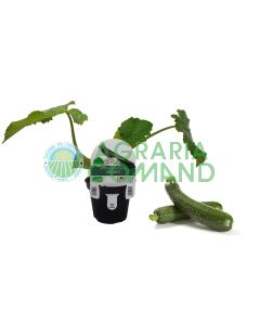 Pianta zucchino Sofia