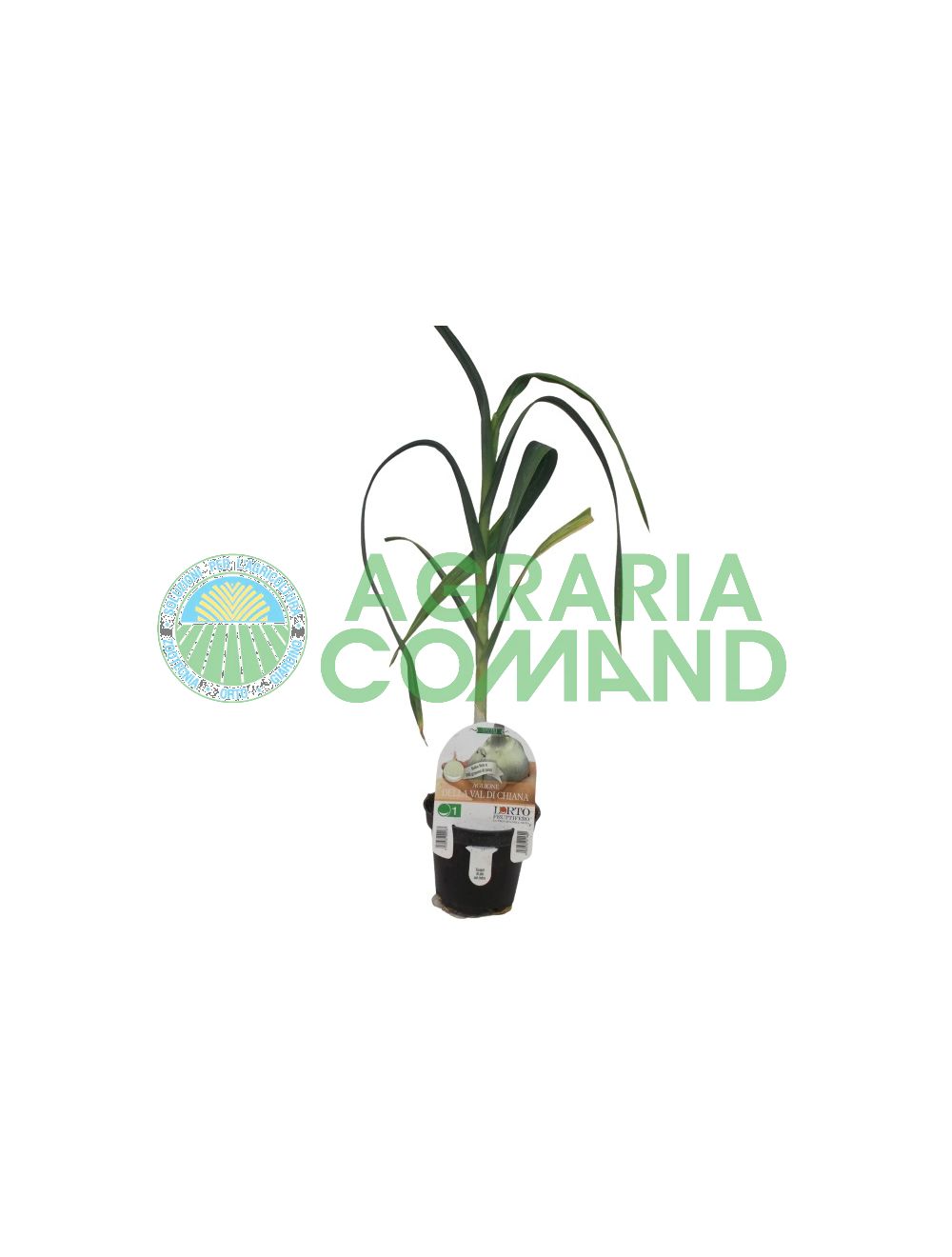 Usine d'Aglione della Val di Chiana Usine d'Aglione della Val di Chiana