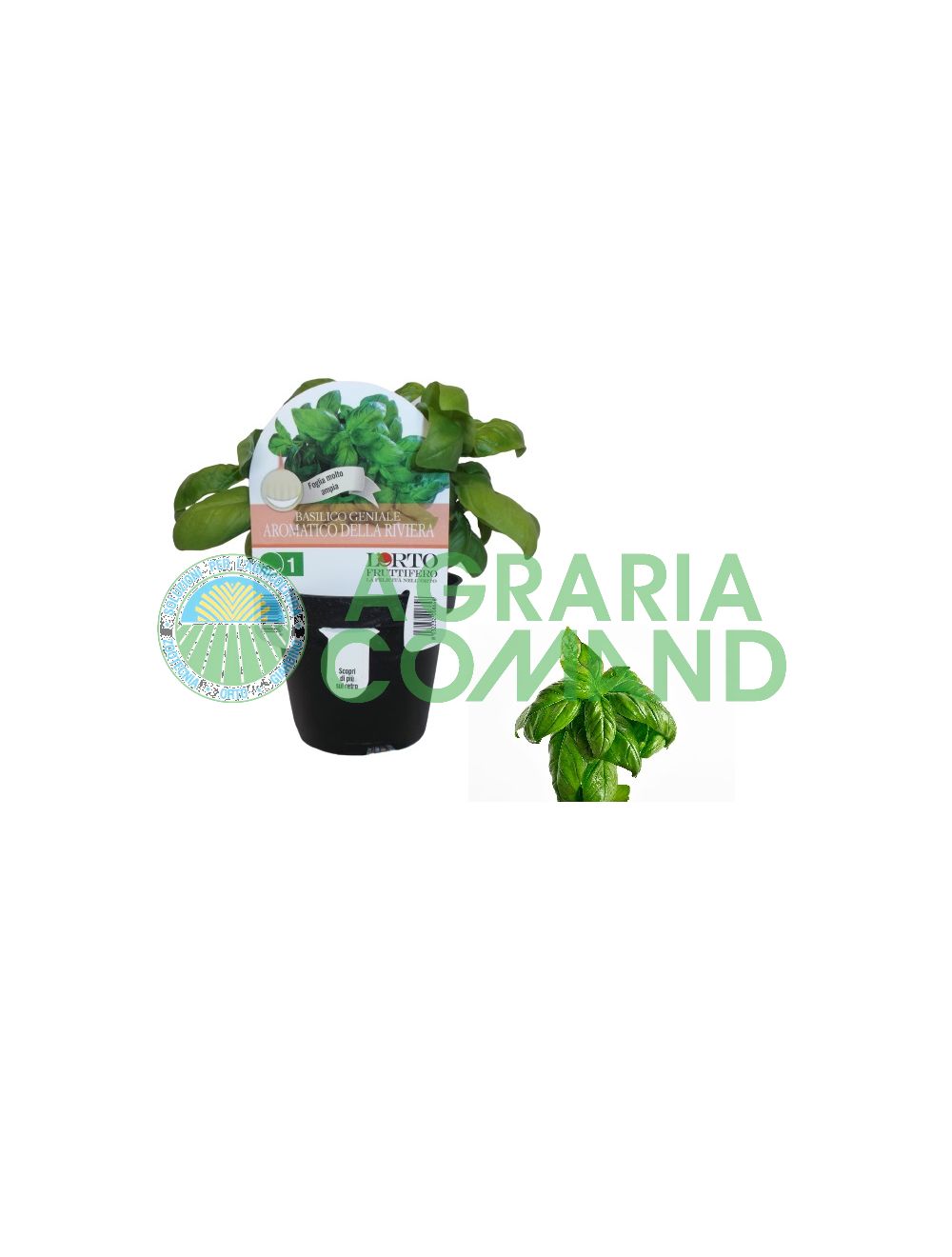 Geniale Basilic aromatique de la Côte d'Azur Geniale Basilic aromatique de la Côte d'Azur
