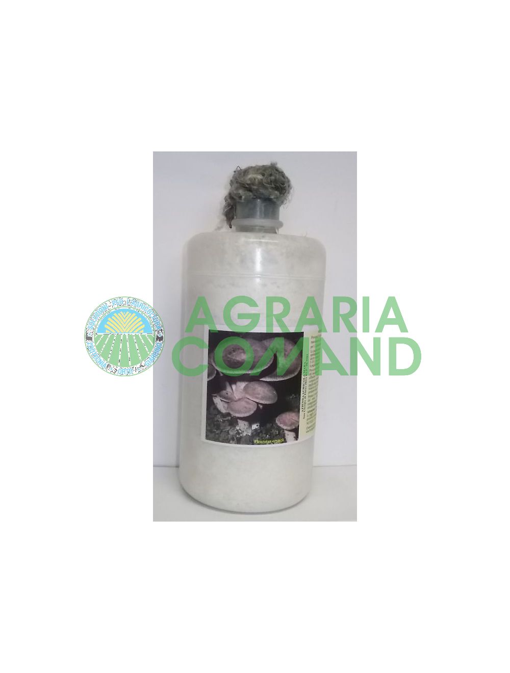 Mycélium frais Cardoncello