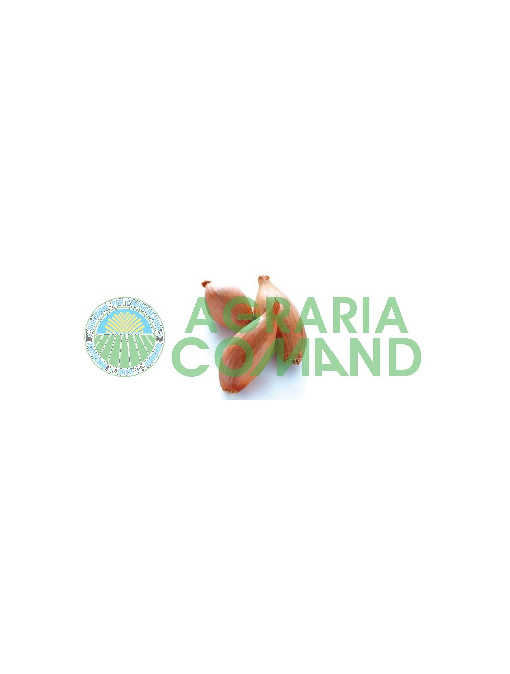 Semer des échalotes Semer des échalotes