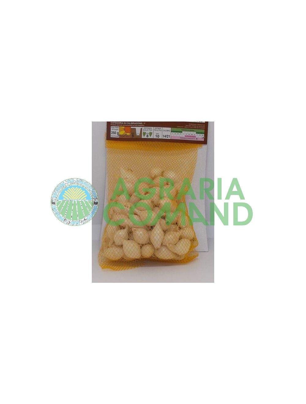 bulbilles d'oignon blanc