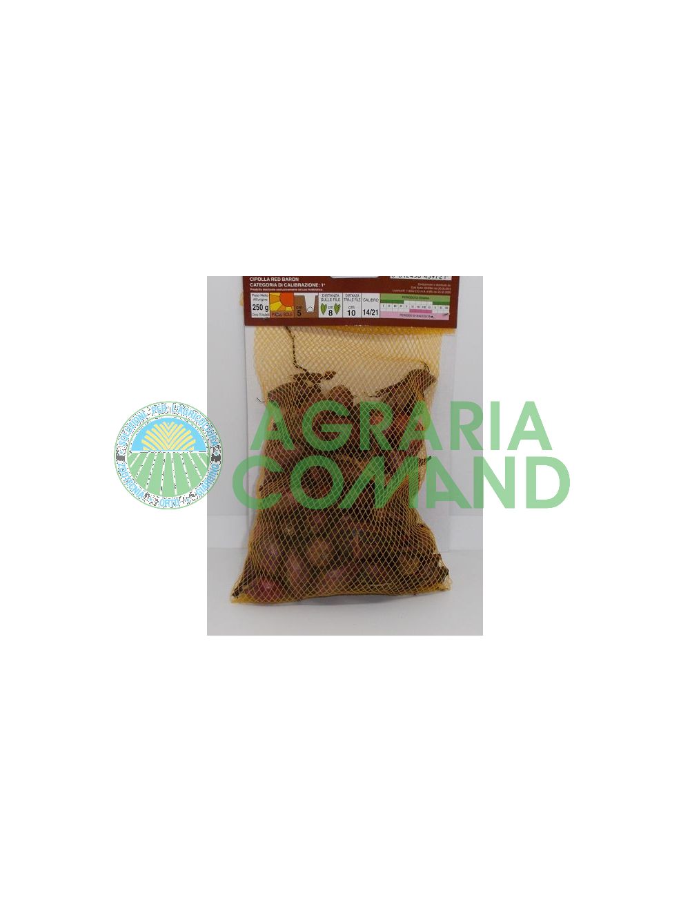 Bulbes d'oignons rouges