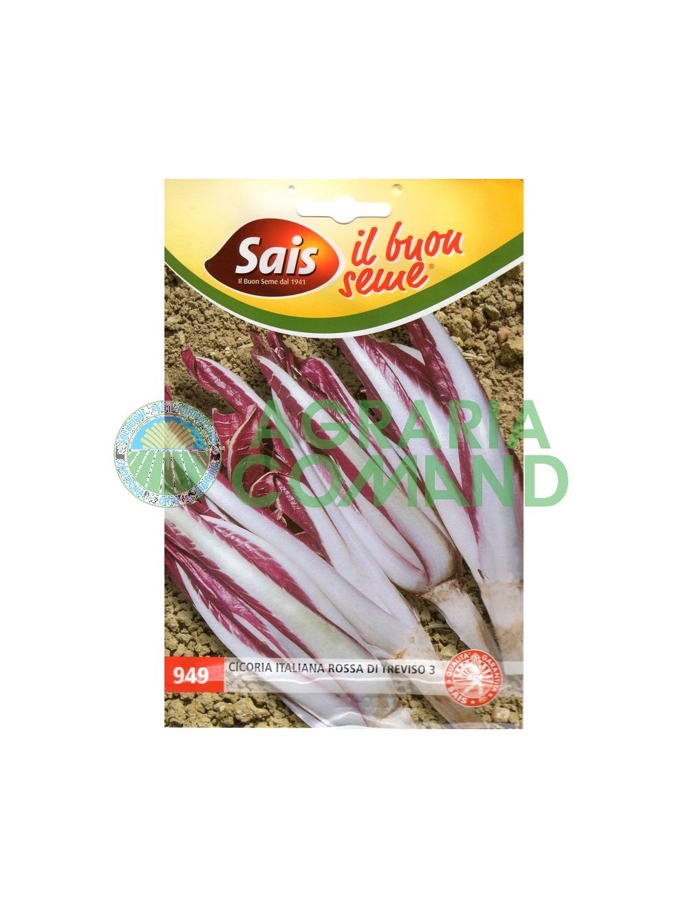 Chicorée de Trévise 3 Sais
