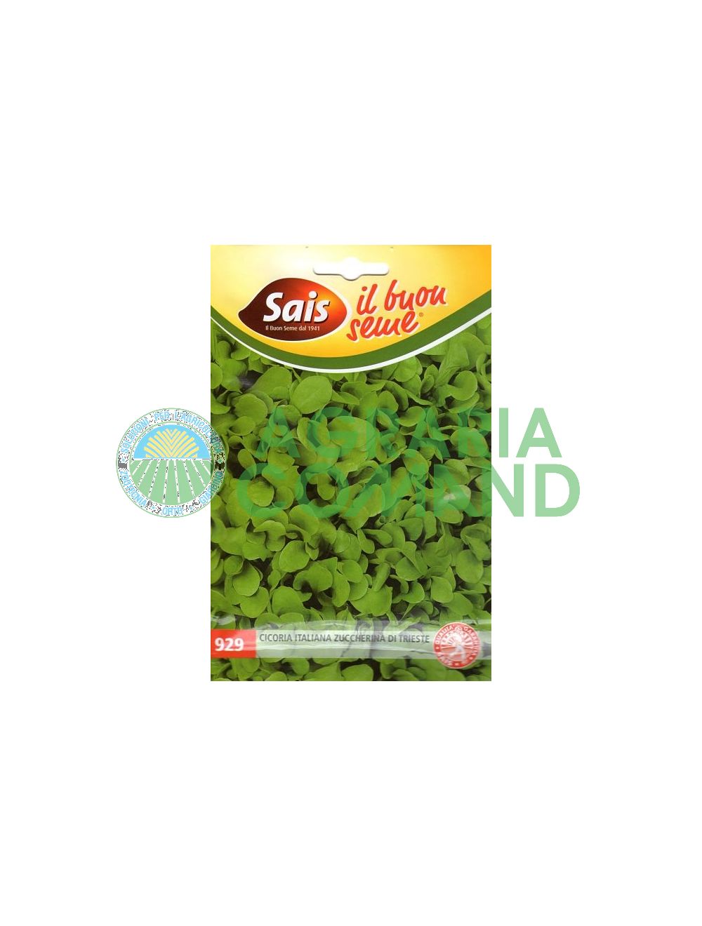 Chicorée coupée de Trieste Chicorée coupée de Trieste