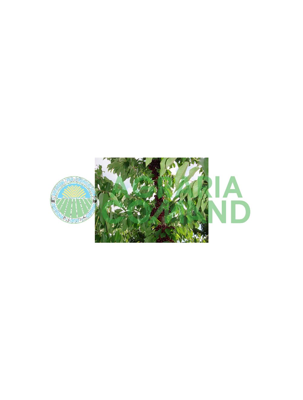 Plante de cerise en pot Plante de cerise en pot