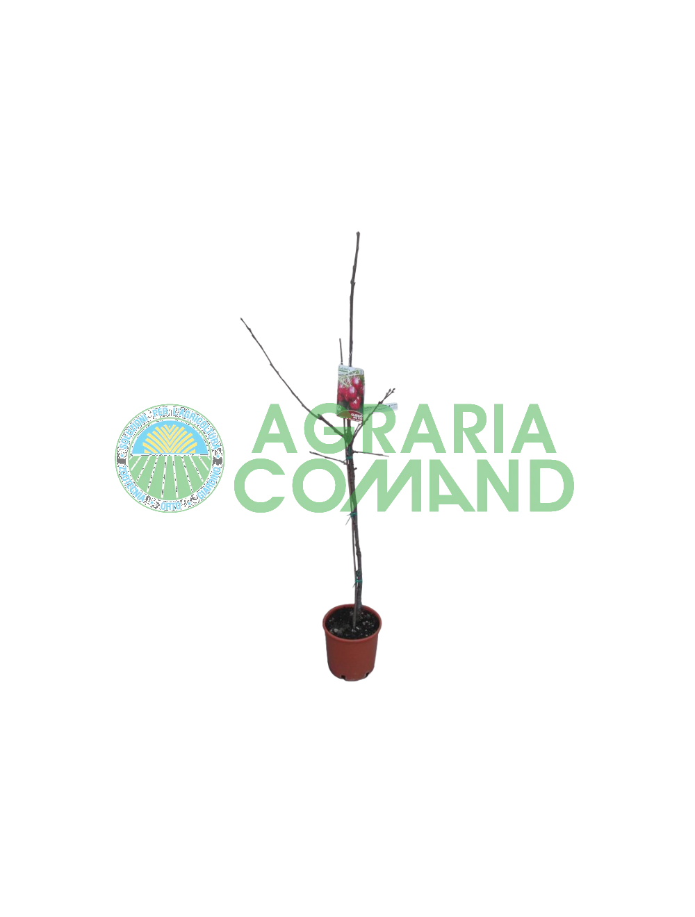 Cerisier Giorgia avec porte-greffe nain