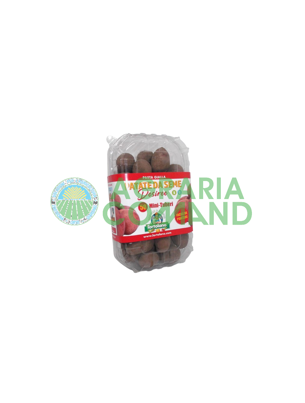 Boîte de 50 mini-tubercules Desiree