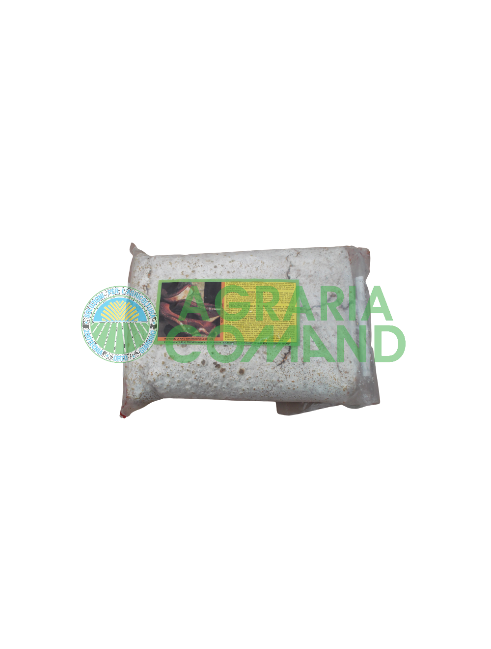 Mycélium de champignon frais Shii Take