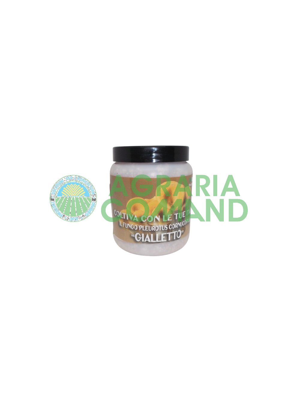 Bocal de Cornucopiae de mycélium de Pleurotus Bocal de Cornucopiae de mycélium de Pleurotus