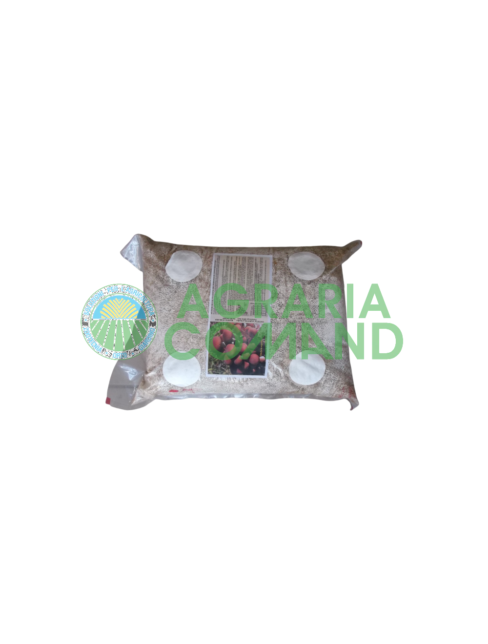 Mycélium graine Peuplier Mycélium graine Peuplier