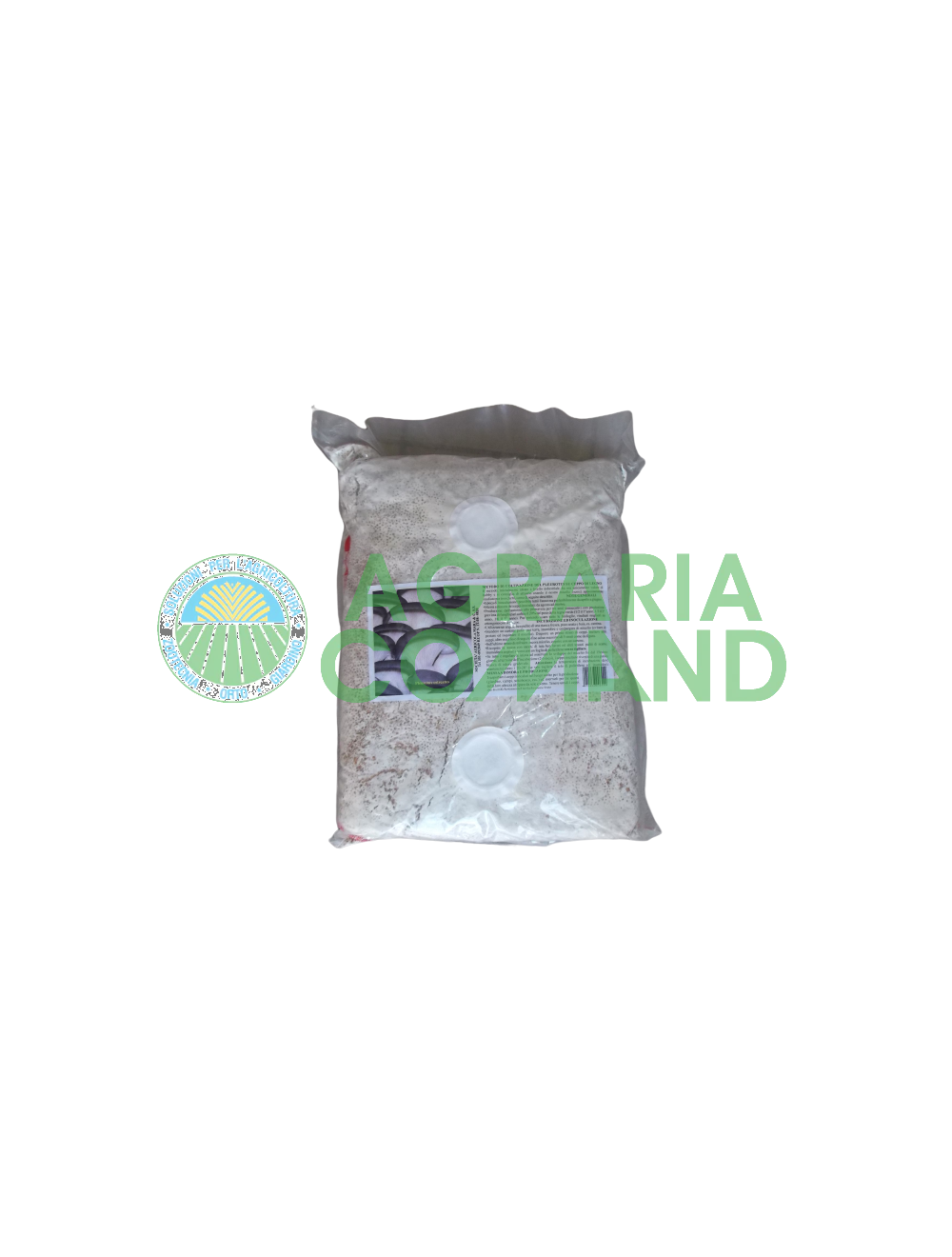 Graine de mycélium de Pleurotus