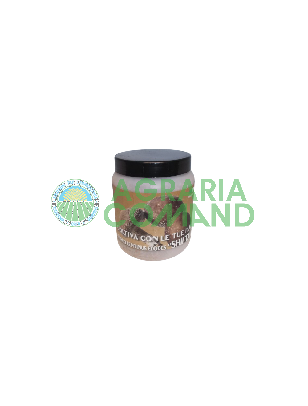 Mycélium frais pour la production de champignons ShiiTake