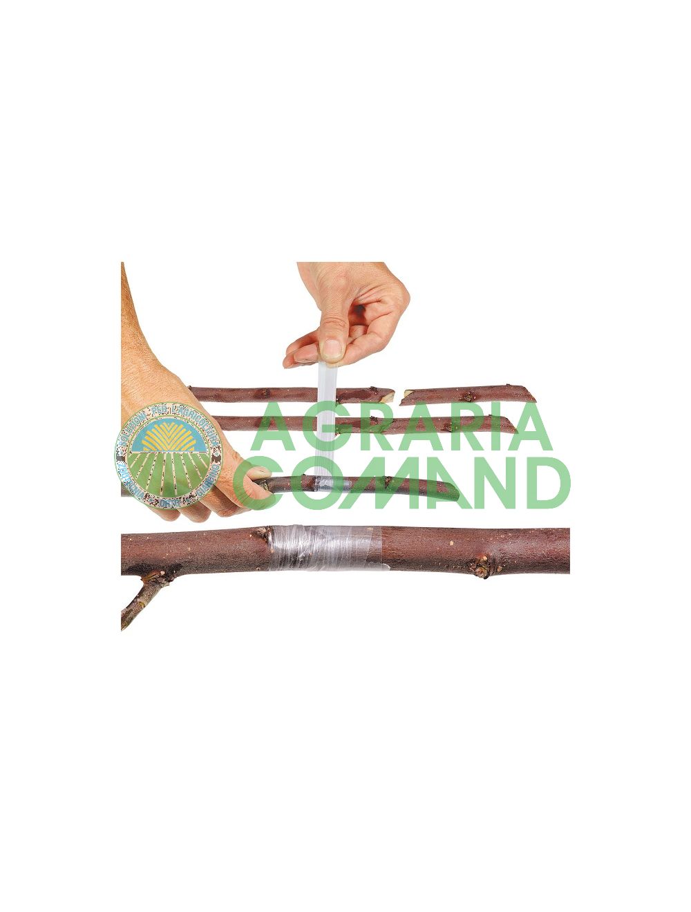 Bande de copains Bande de copains