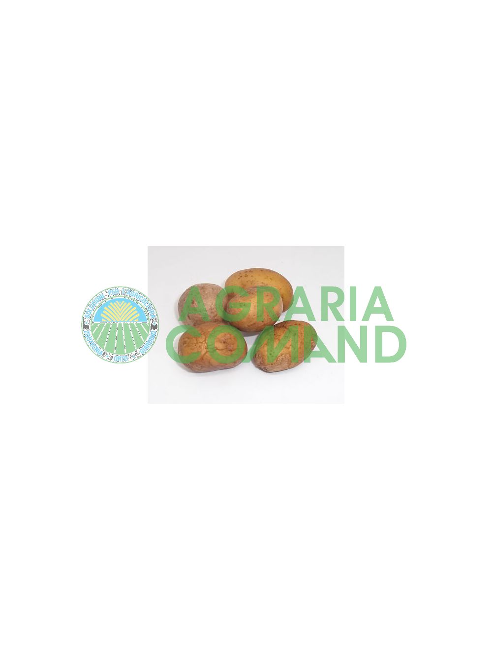 Mini tubercules de pomme de terre Divaa Mini tubercules de pomme de terre Divaa