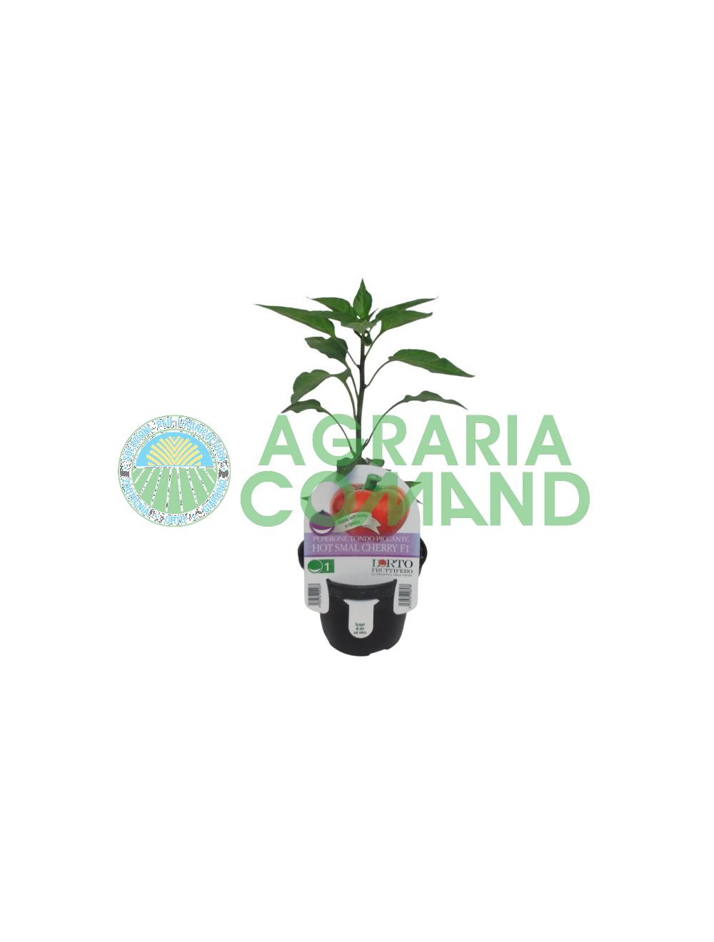 Petit plant de poivrons Hot Cherry