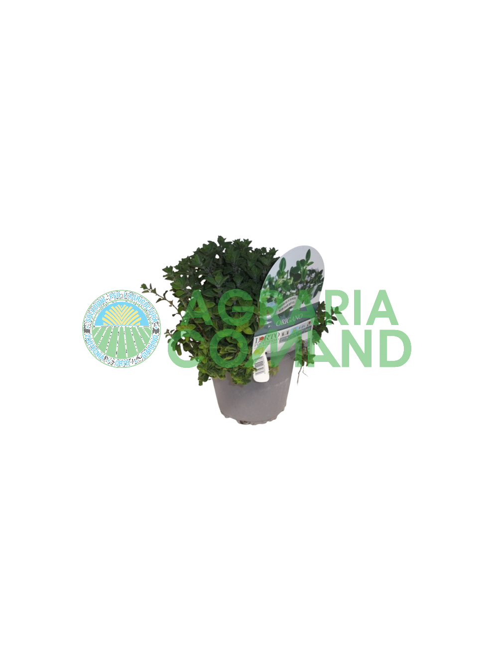 Plante d'origan en pot