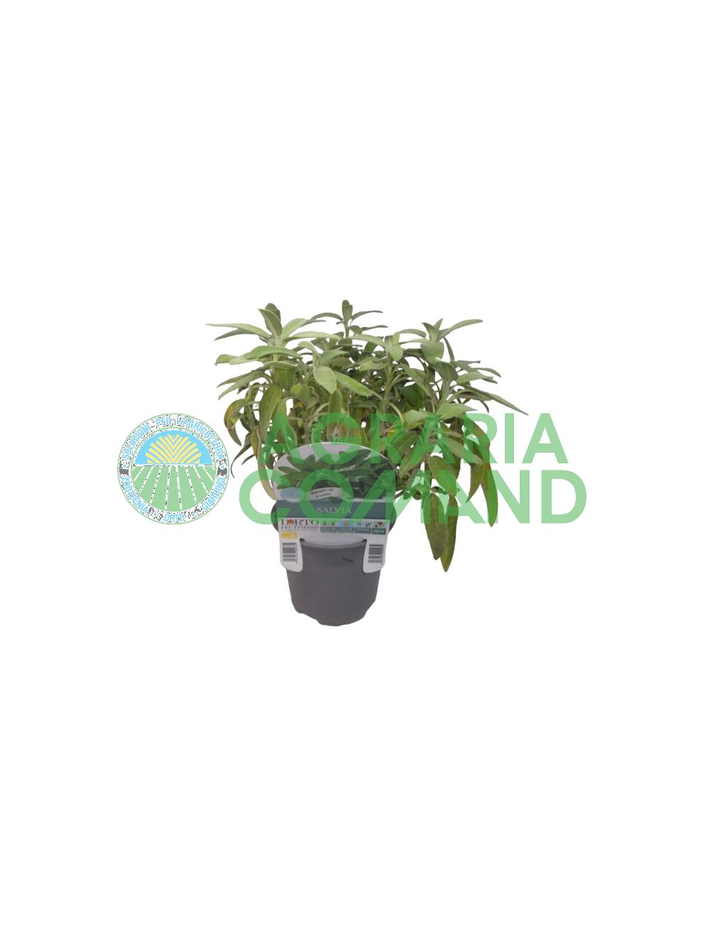 Sauge ananas ou Elegans