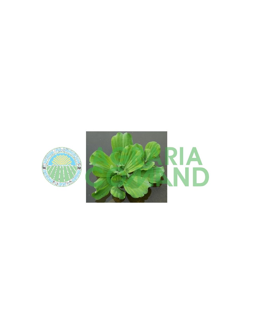 Laitue d'eau flottante Laitue d'eau flottante