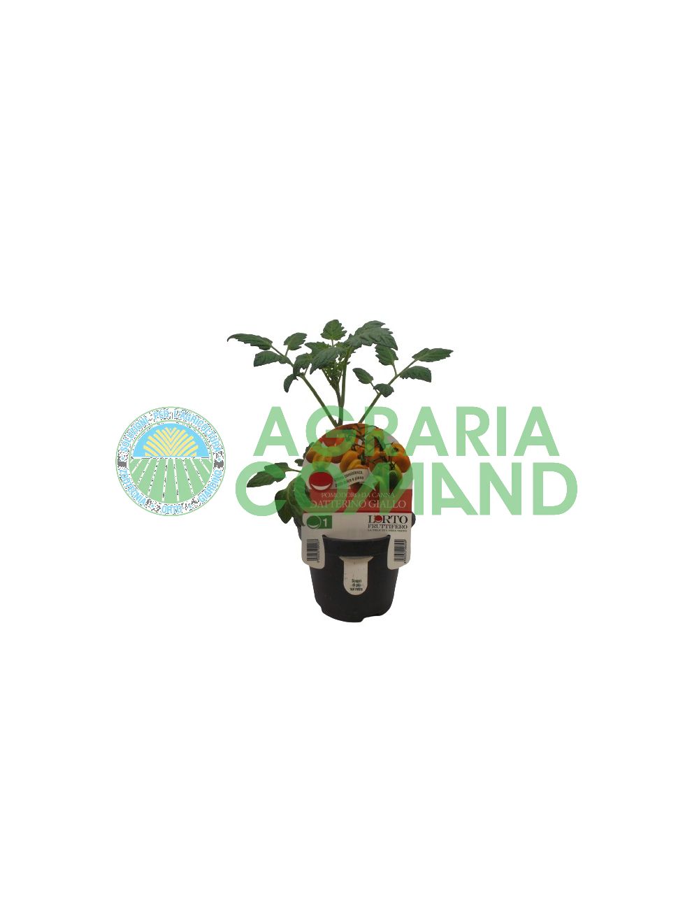 Tomate Datterino jaune