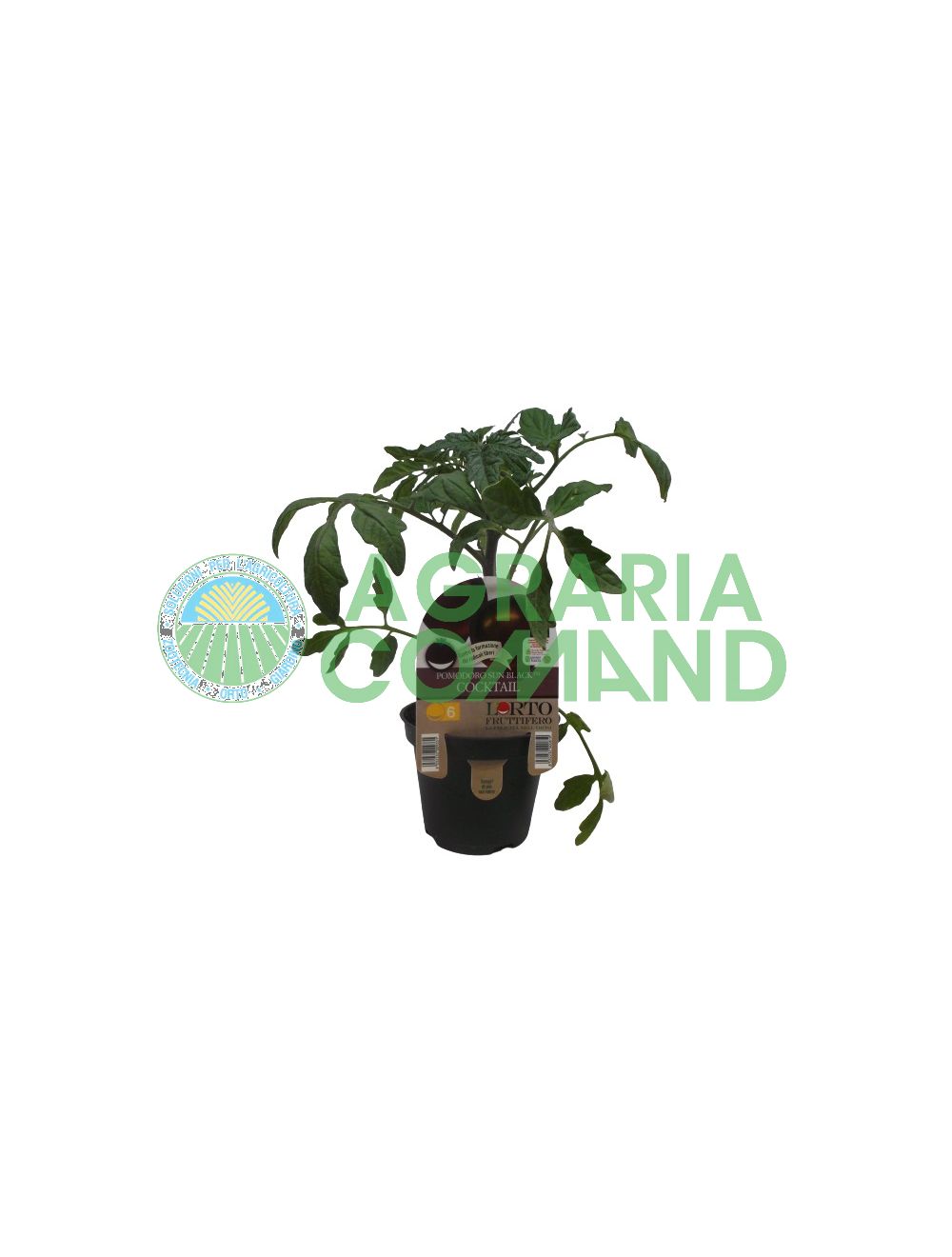 Plant Sun Cocktail noir