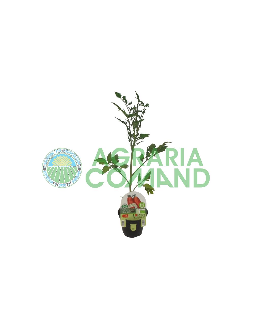 Plante de tomates San Marzano Uriburi