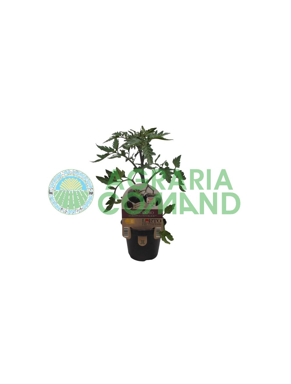 Tomate grappe noire soleil Tomate grappe noire soleil