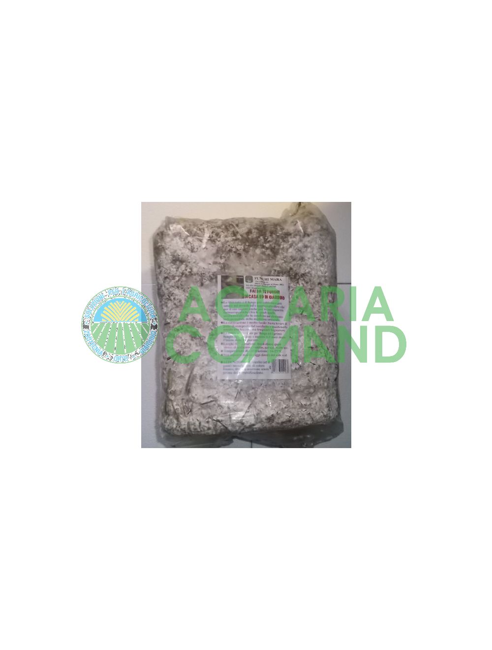 danse champignon shii take danse champignon shii take