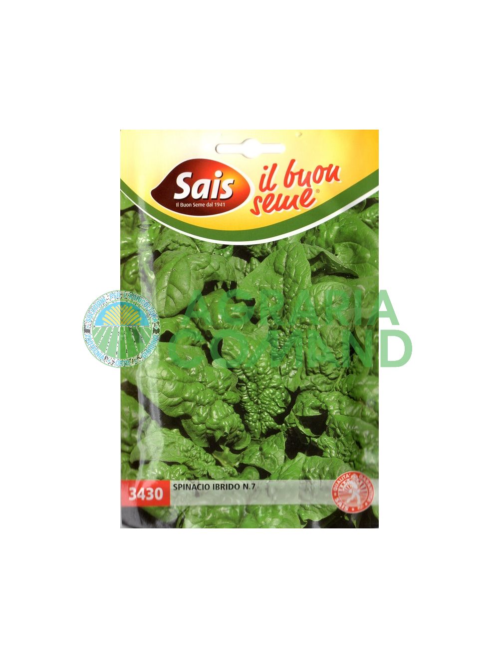 Épinard hybride n° 7