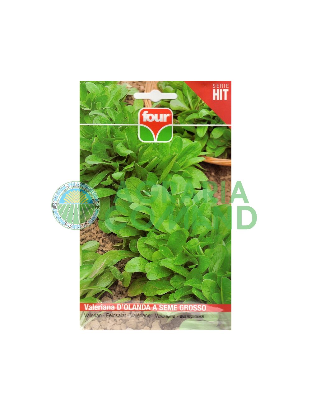 Valériane hollandaise à grosses graines