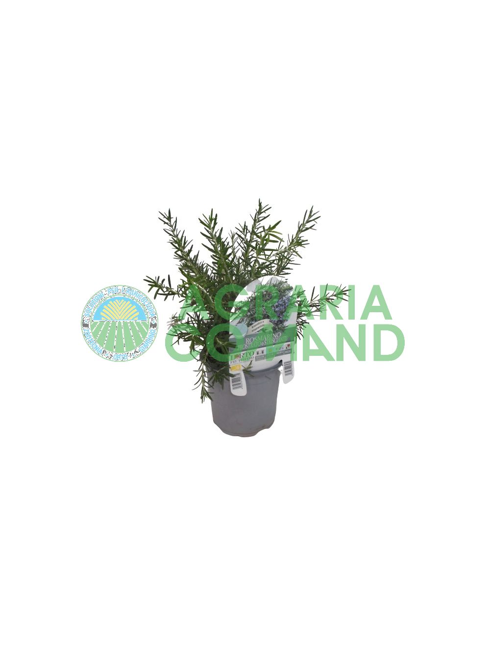 Romarin Romarin