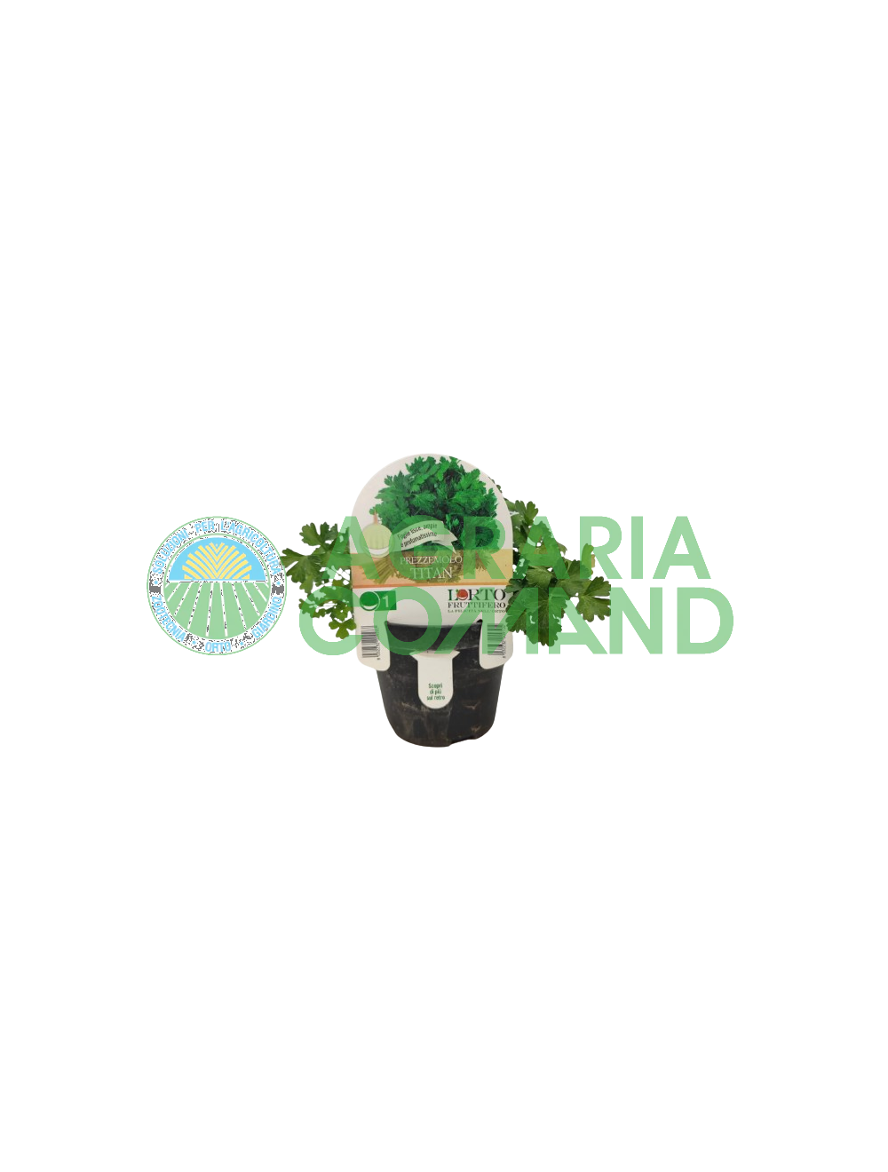 Persil Titan en pots Persil Titan en pots