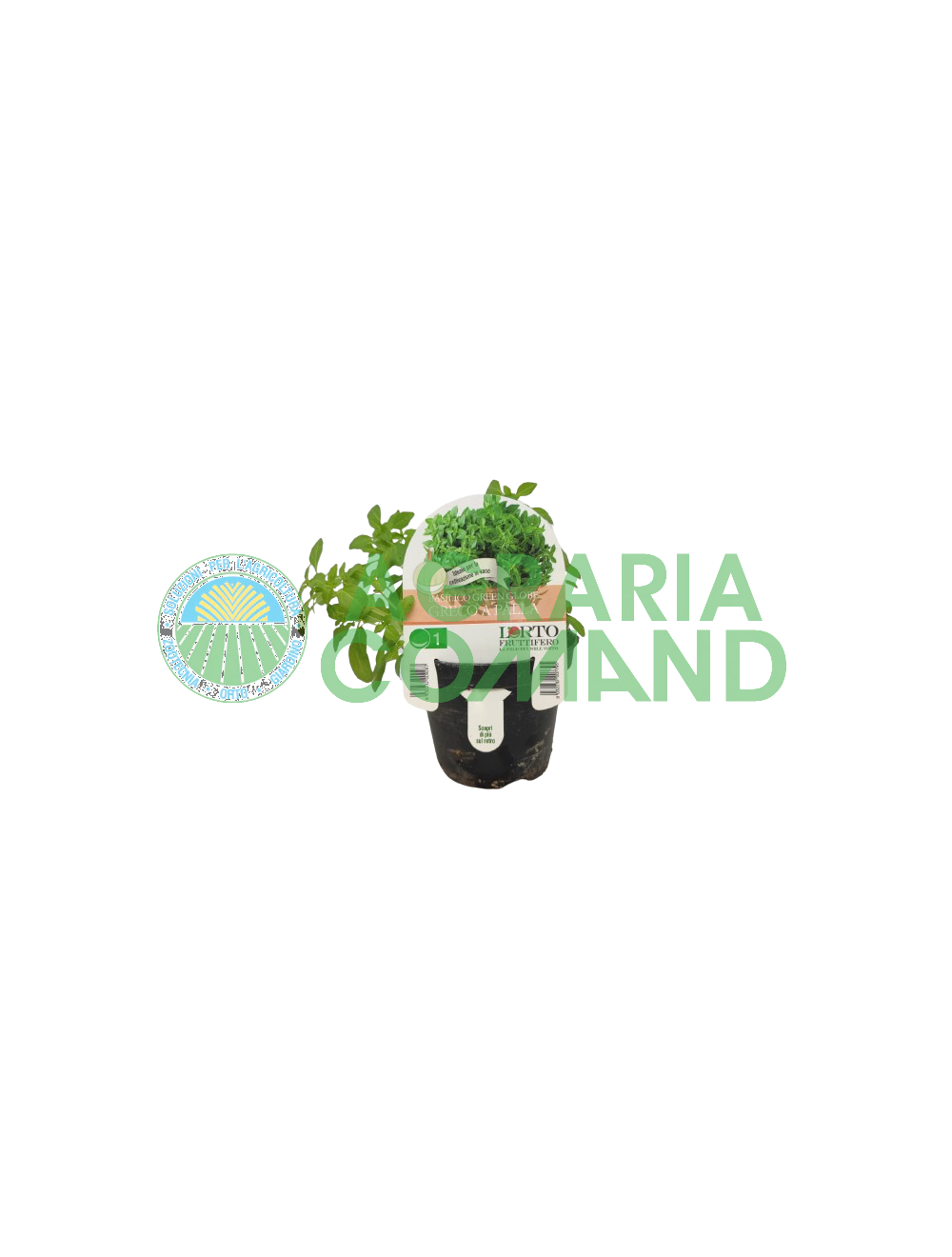 Basilic Grec Ball semis