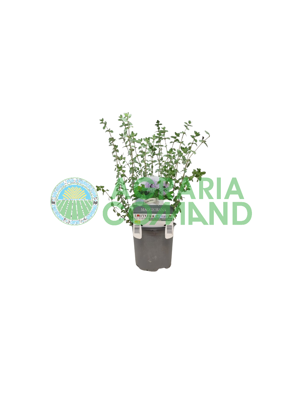 Mggiorana dans un pot de 14 cm de diamètre