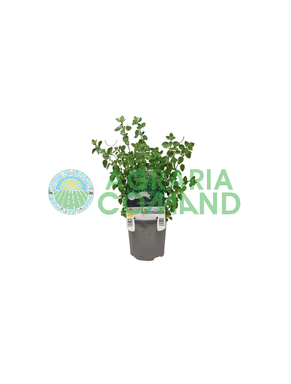 Origan en pots pour le potager de balcon