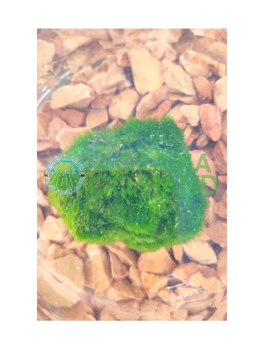 Algues Marimo 1 pc
Algues Marimo 1 pc