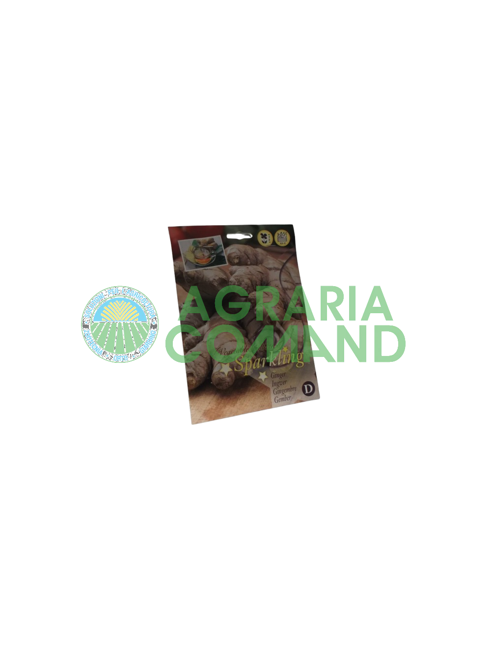 Gingembre racine de semence