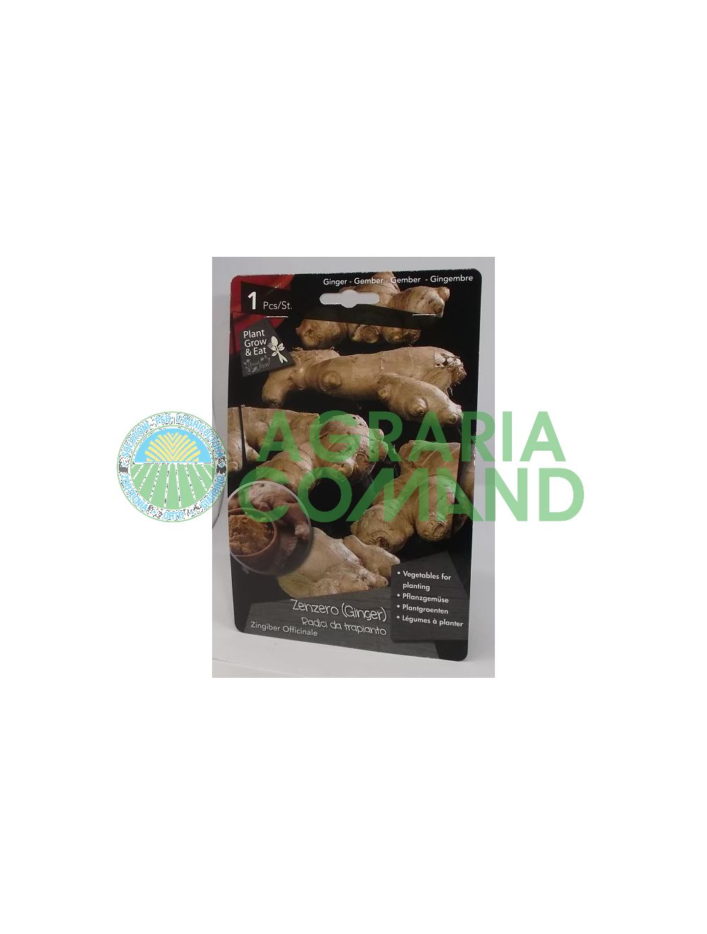 Racine de gingembre Racine de gingembre