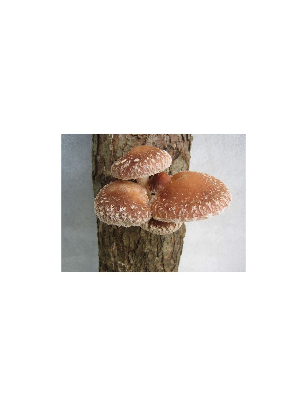 champignon sur le tronc