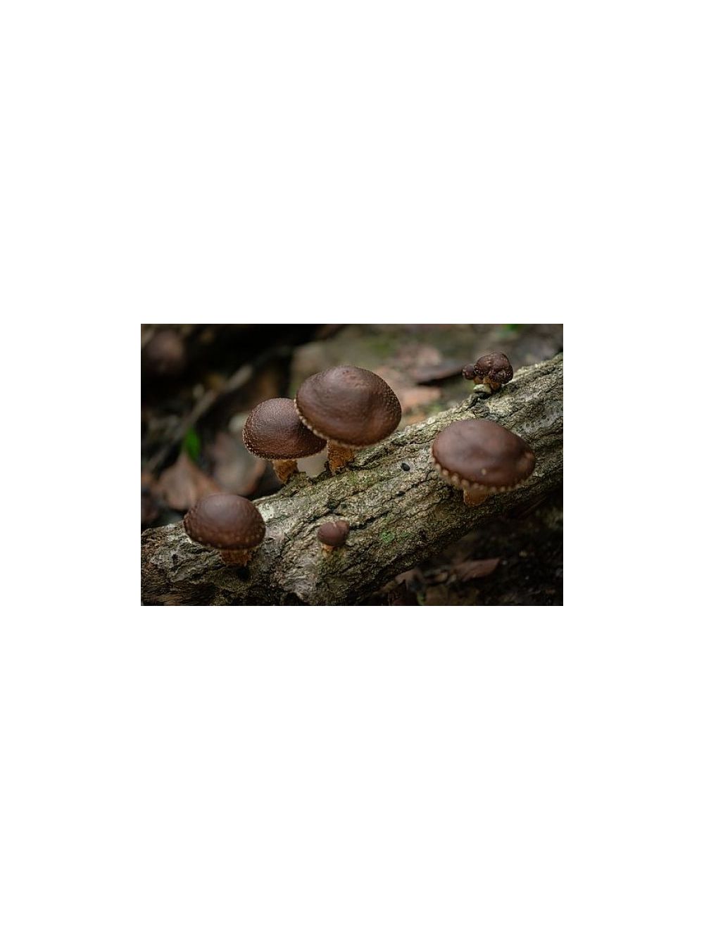 Champignons shiitake