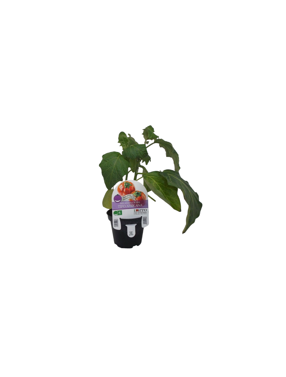 Plante d'aubergine rouge Type africain Plante d'aubergine rouge Type africain