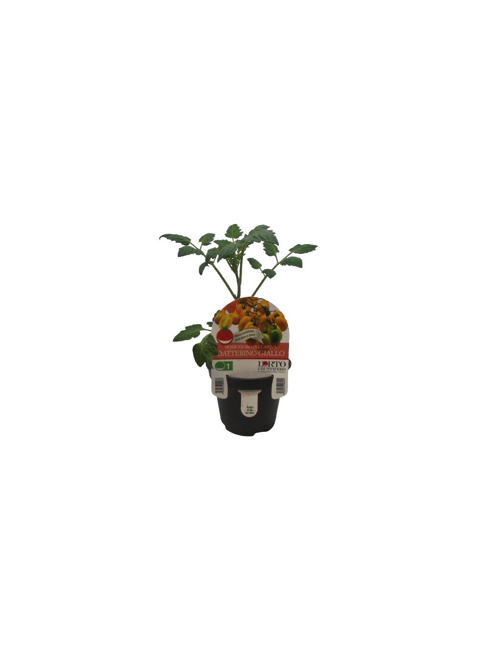 Tomate Datterino jaune