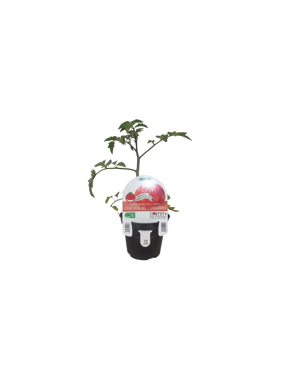 Plante Tomate Florentine sel. Canestrino