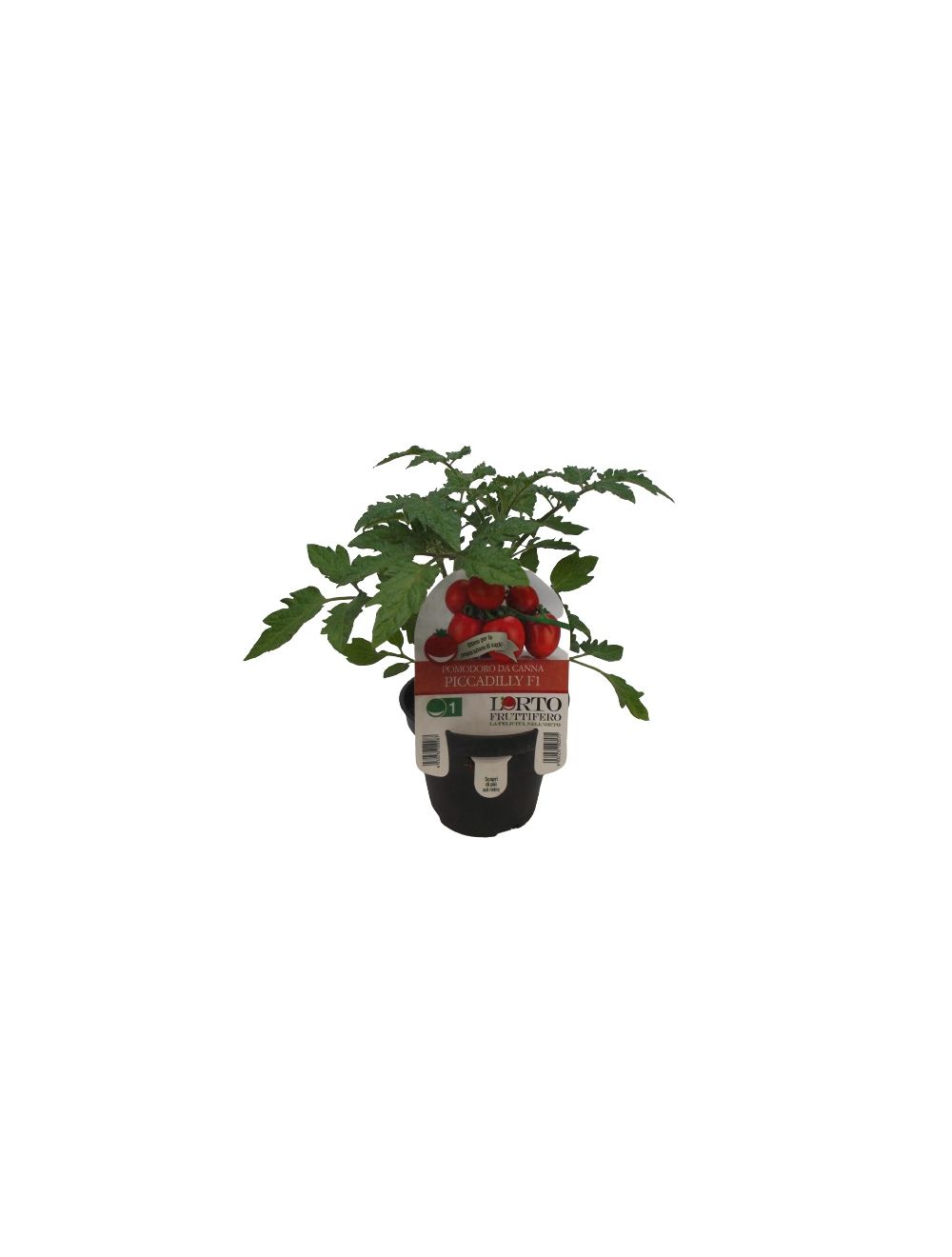 Plante de tomate Piccadilly