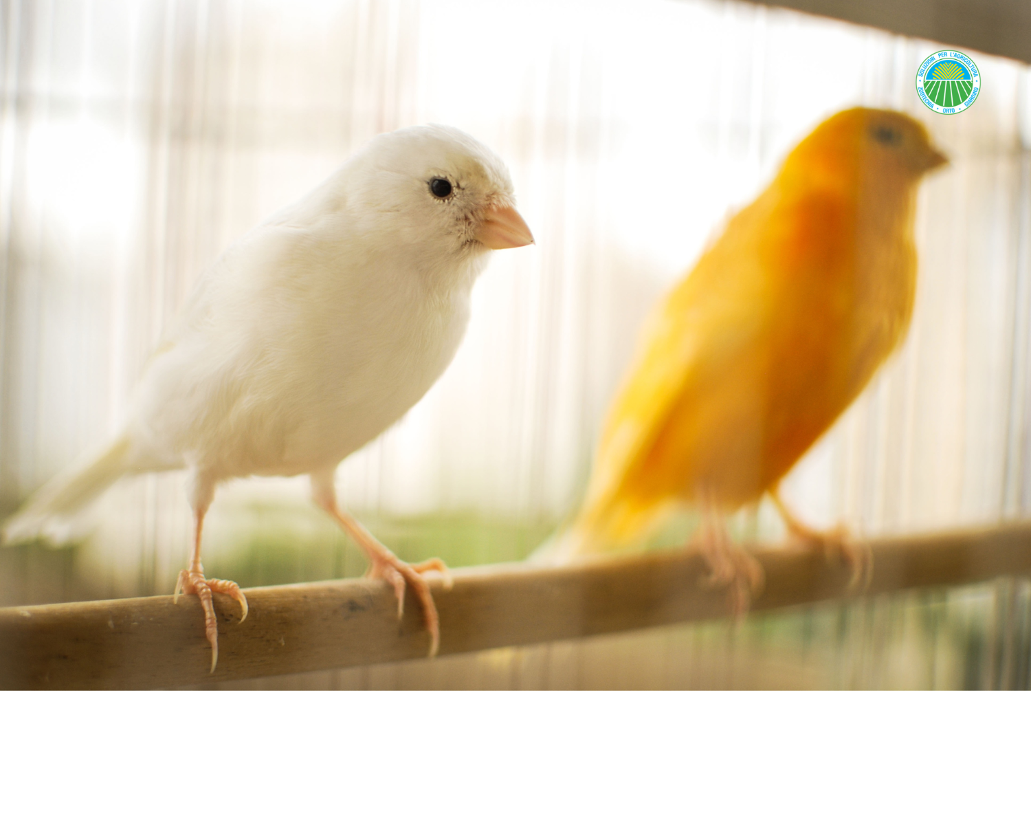 Cages pour canaris colorati